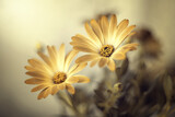 Fototapeta Kwiaty - Żółty kwiat, kwitnące osteo, stokrotka afrykańska 