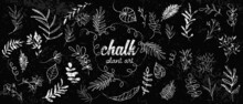 Chalk Plant Art Set. Individual Design Elements For Your Own Project. Great Effect Structure. Hand Drawn Colorful Chalk Plant Set - Universally Usable. Hand Drawn Lines And Elegant Leaves.