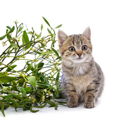 Wall Mural - Brown kitten in a mistletoe.