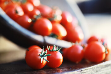 Wall Mural - Ecological fresh farm cherry tomatoes on a wooden background.