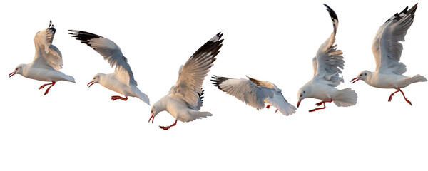 portrait of beautiful bird seagull isolated on white