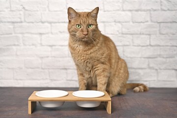 Wall Mural - Cute ginger cat beside a double food dish waiting for food.