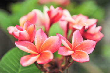 Wall Mural - plumeria close up in selective focus point