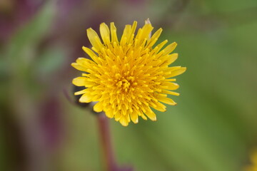 Canvas Print - Fleur de pissenlit