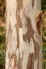 Close-up View Of The Eucalyptus Tree Stem.