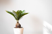 Green House Plant In White Flower Pot. Cycas Revoluta, Cycad, Japanese Sago, Palm Tree. Isolated On A White Background, Plant Shadow, Interior. Selective Focus, Blur.