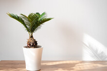 Green House Plant In White Flower Pot. Cycas Revoluta, Cycad, Japanese Sago, Palm Tree. Isolated On A White Background, Plant Shadow, Interior. Selective Focus, Blur.