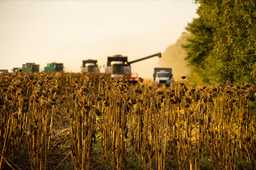 Sticker - Harvesters harvesting ripe sunflower at sunset