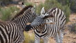 Grossaufnahme zweier Zebras, die ihre Köpfe aneinander reiben