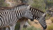 A close-up two zebras walking in the savannah next to eachother 
