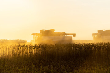 Aufkleber - Harvesters harvesting ripe sunflower at sunset