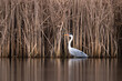 Blue heron ardea cinerea bird standing on lake great grey heron in natural habitat