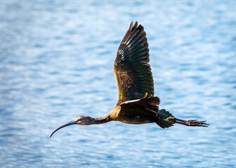 Wall Mural - White-faced Ibis in flight!