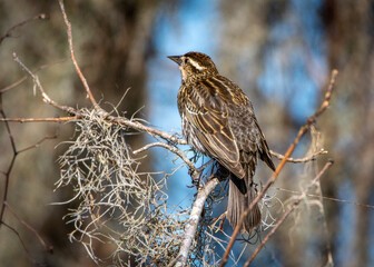 Wall Mural - Red-winged Blackbird along the Spillway Trail at Brazos Bend State Park!