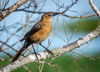 Wall Mural - Boat-tailed Grackle enjoying a fine spring morning!