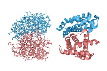 Sticker - Human hemoglobin nitric oxide adduct. Crystal structure and molecular model. Rendering with multy-colored protein chains based on protein data bank entry 4n8t. 3d illustration