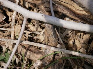 Wall Mural - A small lizard basks in the sun on a warm spring day. The reptile moves along a tree branch. The life of reptiles in natural conditions.