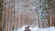 Waldweg mit Ansitz und Schnee