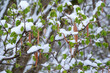 Haselnuss - frischer Blattaustrieb mit verblühten Kätzchen und Schneedecke - später Kälteeinbruch, sog. 
