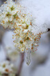 Schlehenblüten mit Schnee - später Kälteeinbruch, sog. Märzwinter, im April 2022 | Prunus spinosa - flowers with snow cover in winter in April, Germany
