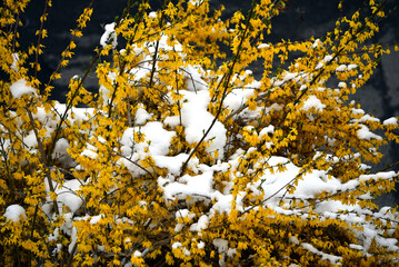 Wall Mural - Forsythia with snow in April