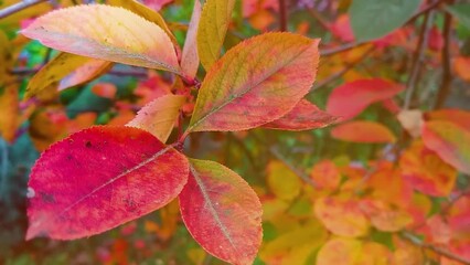 Wall Mural - closeup autumn leaves on the branch