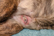 © tinkerfrost - Ruptured Canine Mammary Gland Tumor. Doggie breast cancer. Pre-op photos