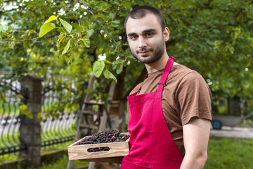 Wall Mural - Young man harvesting mulberries in a tray near a mulberry tree. Farmer guy with berries in his garden. Fresh black, purple, red fruits of the tree Morus rubra on a summer day