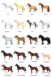 Fototapeta Konie - set of horse, shire, percheron, appaloosa, mongol etc.