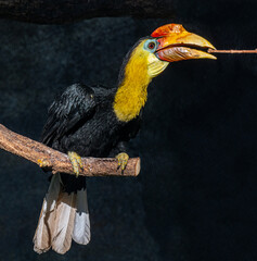 Wrinkled Hornbill, Sunda Wrinkled Hornbill or Aceros Corrugatus in a tree sitting on a branch