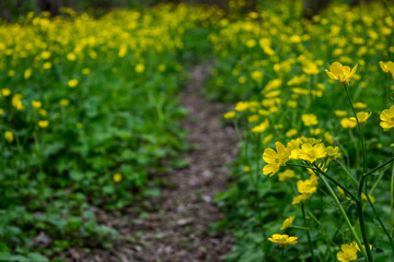 Wall Mural -  meadow buttercup