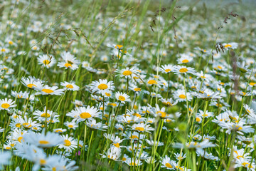 Wall Mural - Field daisies