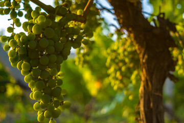 Canvas Print - Green grapes