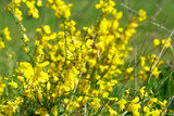 Fototapeta Fototapeta z dmuchawcami na ścianę - Żółte kwiaty