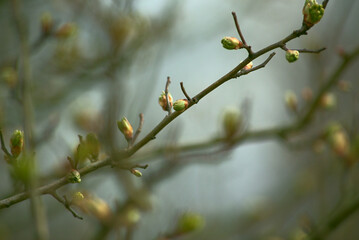 Wall Mural - green young leaf buds on twigs. early spring in nature.