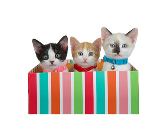 Wall Mural - Close up portrait of three adorable tabby and siamese kittens peeking out of a colorfully striped present box, isolated on white. Looking attentively at viewer.