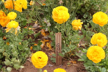 Poster - gold ranunculus