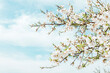 © EGHStock - Background of almond blossoms tree and sky. Cherry tree with tender flowers. Amazing beginning of spring. Selective focus. Flowers concept.