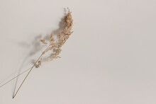 Close-up Of Beautiful Dry Grass Stems. Festuca Plant In Sunlight On Beige Table Background. Soft Long Shadows. Floral Home Decoration. Natural Web Banner. Neutral Design. Empty Copy Space.