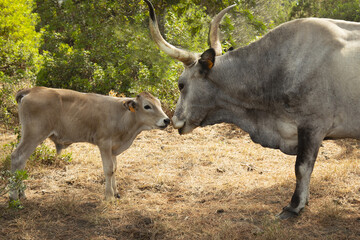 calf of  Maremma cow grazes in a pine fores