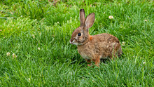 Wild Rabbit In The Grass 2