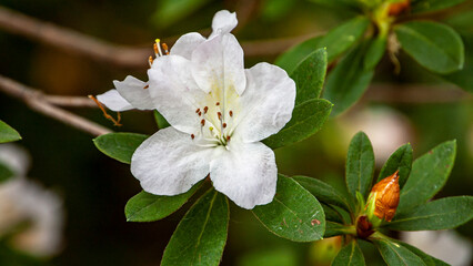 White Flower in the Summer's Light 2