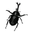 beetle illustration isolated on white background