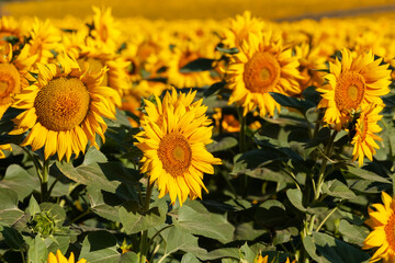  Sunflowers field. Agricultural background.