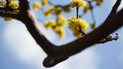 Wall Mural - The spring that the Sansuyu flowers tell us.