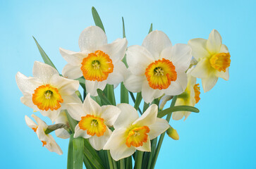 Canvas Print - Bouquet of white daffodils on a green-blue background. 