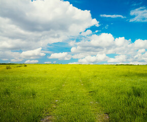 Wall Mural - beautiful summer fields