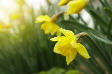 Blooming Daffodils, Narcissus In Spring Garden. Meadow Filled With Yellow Daffodils In Sunlight. Selective Focus.