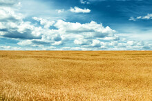 Beautiful yellow wheat field and blue sky with clouds. Ukrainian flag. Nature, landscape. Desktop wallpaper.
