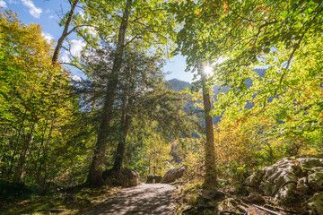 Wall Mural - Autumn Forest Path with Yellow and Green Foliage in Bavaria, Germany, Europe